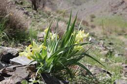 Image of Iris maracandica (Vved.) Wendelbo