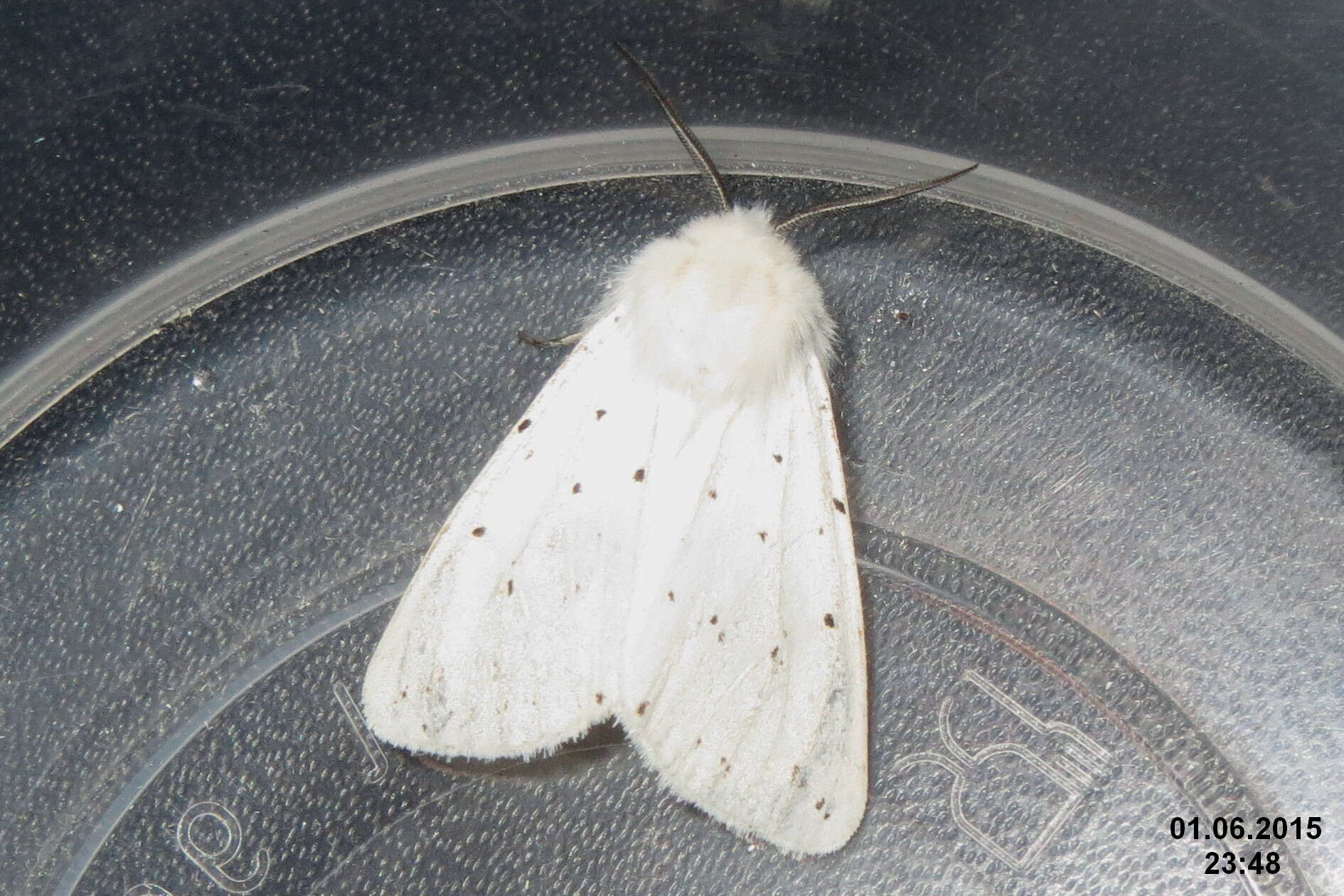 Image of white ermine