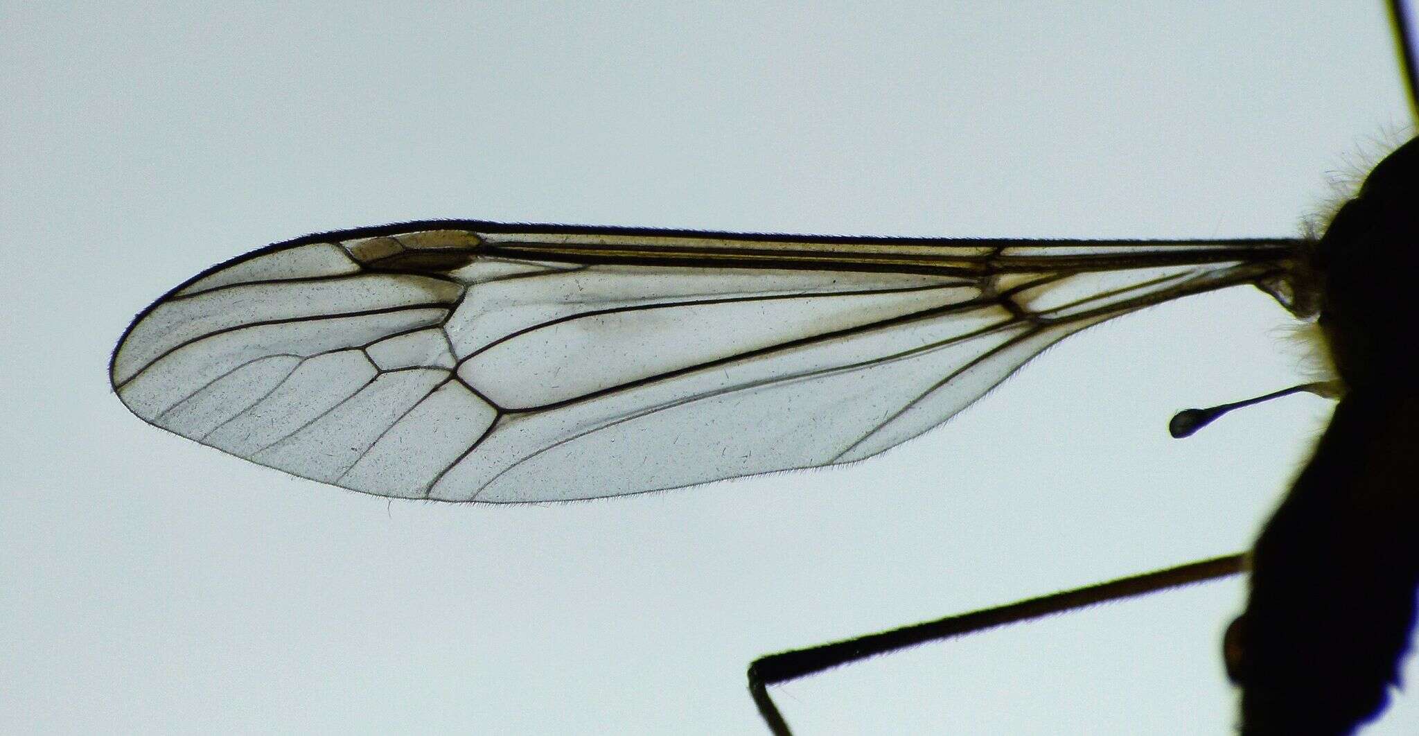 Image of Leptotarsus (Macromastix) vulpinus (Hutton 1881)