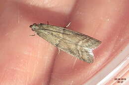 Image of Chocolate Moth