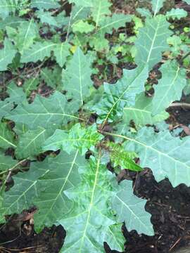 Image of Solanum prinophyllum Dun.