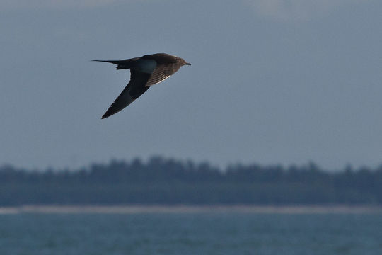 Image of Great skua