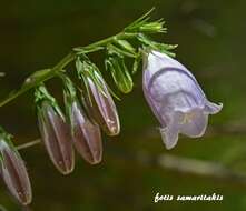 Image of Campanula cretica (A. DC.) D. Dietr.