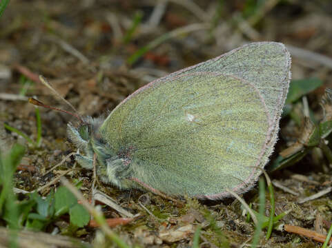 Image of Labrador Sulphur