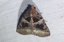 Слика од Athyrma adjutrix Stoll 1780