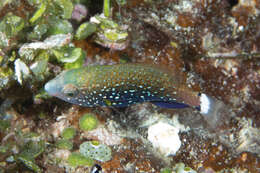 Image of Dusky parrotfish