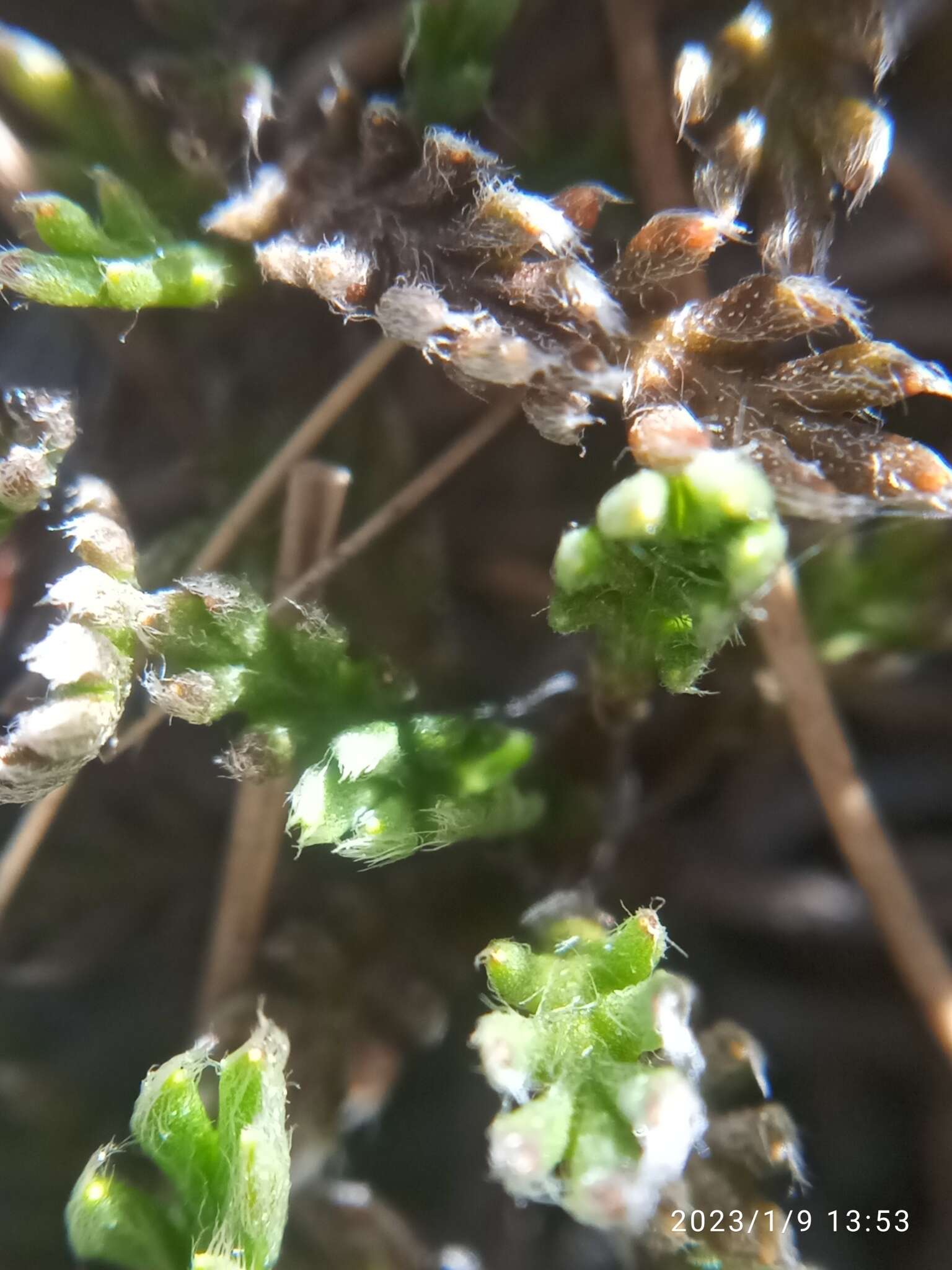 Image of Leptinella pectinata subsp. villosa (D. Lloyd) D. G. Lloyd & C. J. Webb