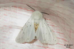 Image of white ermine