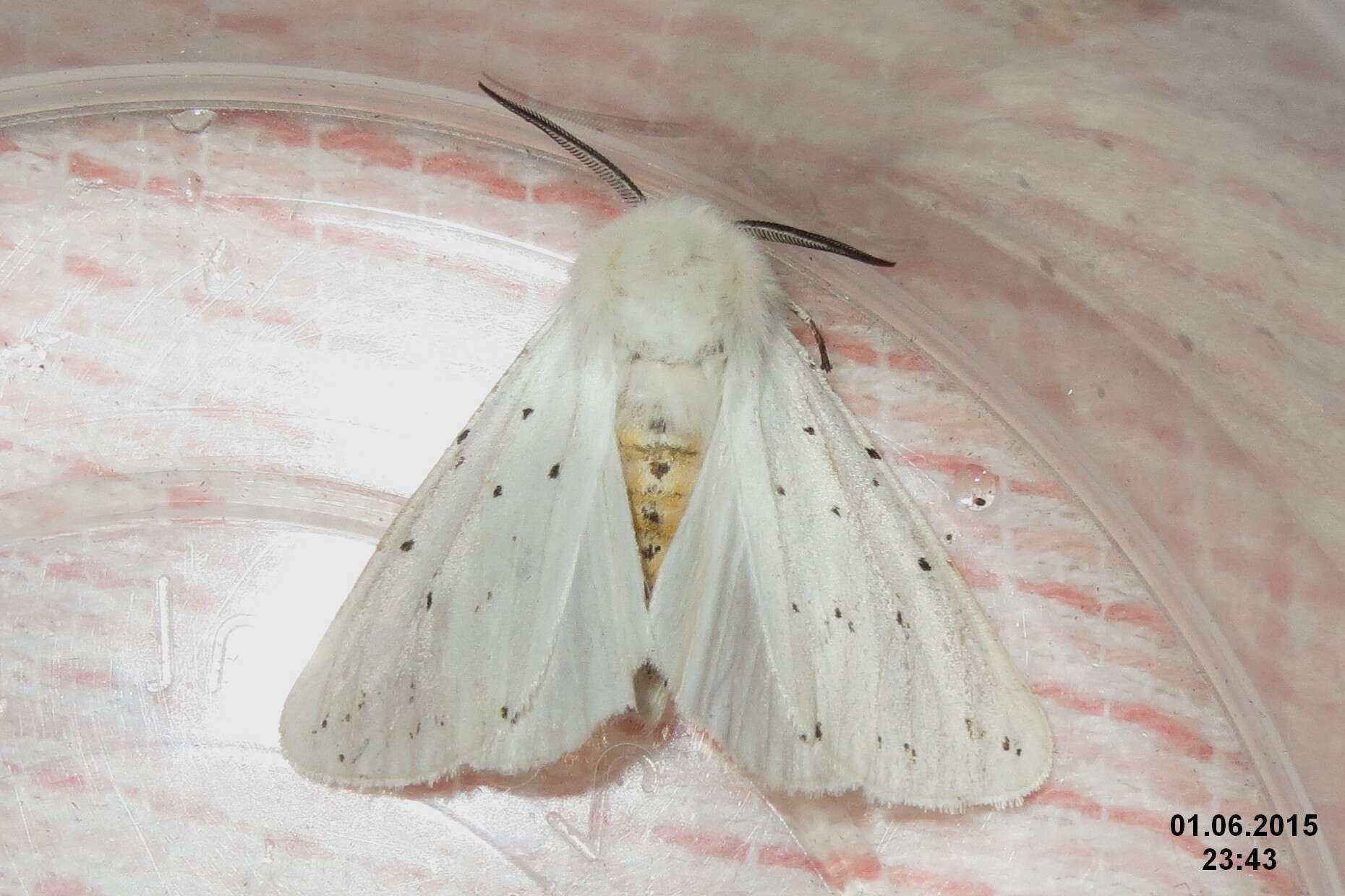 Image of white ermine