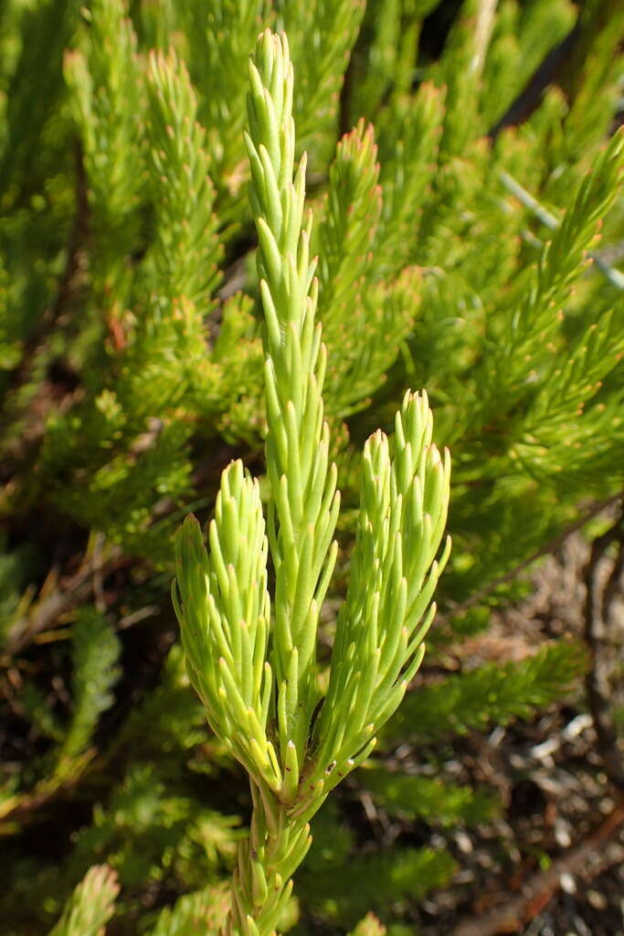 Image of Leucadendron corymbosum Berg.