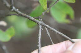 Слика од Forestiera reticulata Torr.