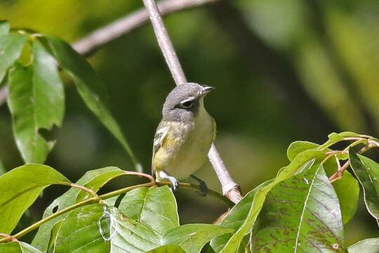 Image of Blue-headed Vireo