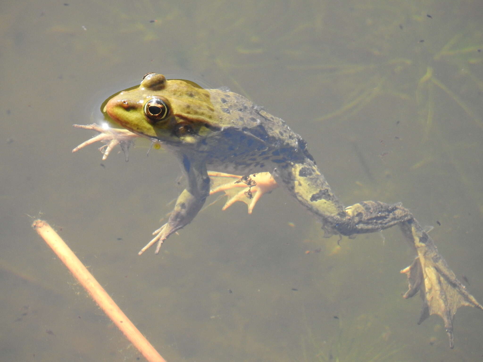 Image de Pelophylax bedriagae (Camerano 1882)