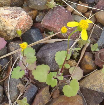 Image of Cineraria platycarpa DC.