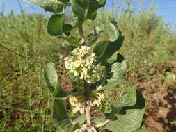 Imagem de Asclepias arenaria Torr.