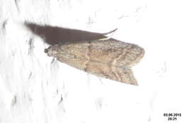 Image of Chocolate Moth