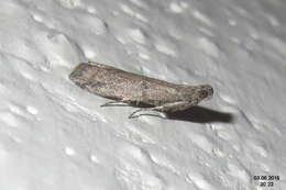 Image of Chocolate Moth