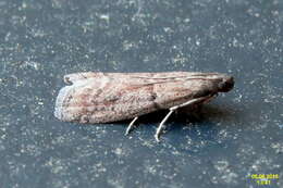 Image of Chocolate Moth