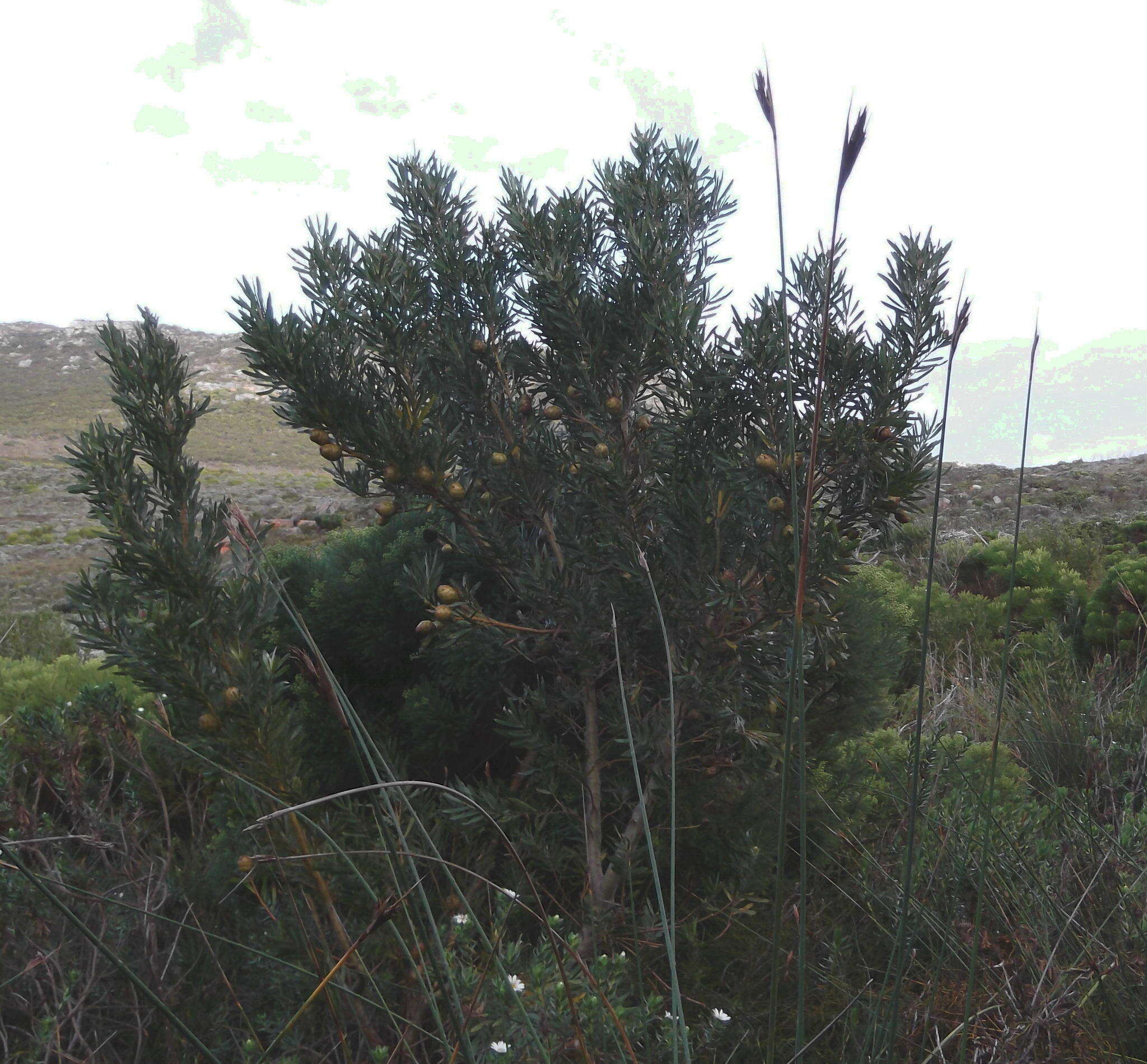 Image of Leucadendron macowanii Phillips