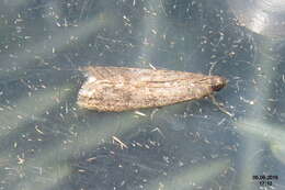 Image of Chocolate Moth