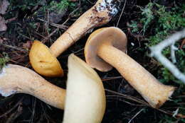 Image of Suillus punctipes (Peck) Singer 1945