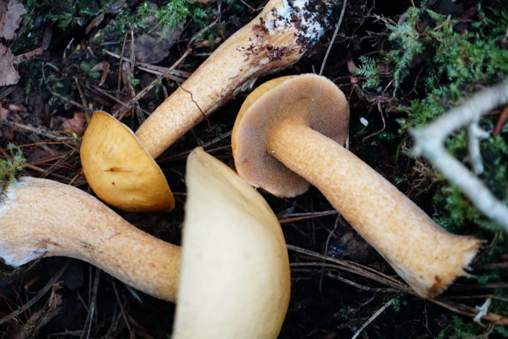 Image de Suillus punctipes (Peck) Singer 1945