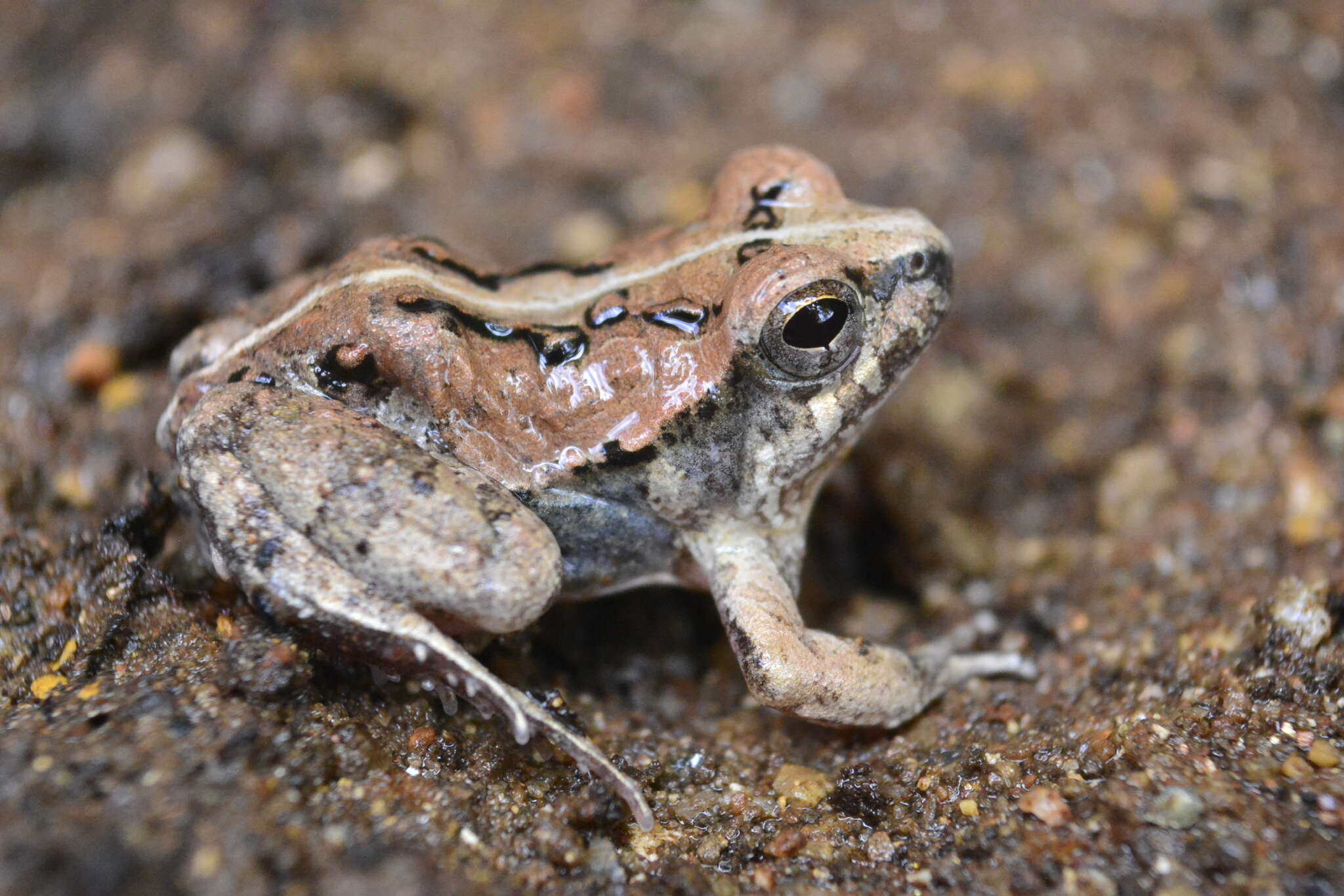 Image of Physalaemus kroyeri (Reinhardt & Lütken 1862)