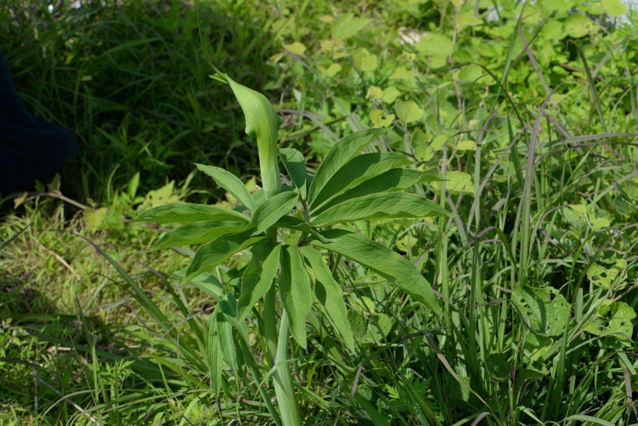 Sivun Arisaema heterophyllum Blume kuva