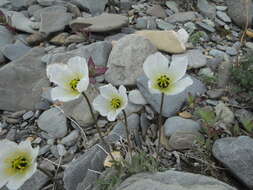 Image of arctic poppy