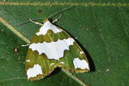 Image of Ariolica pulchella Elwes 1890