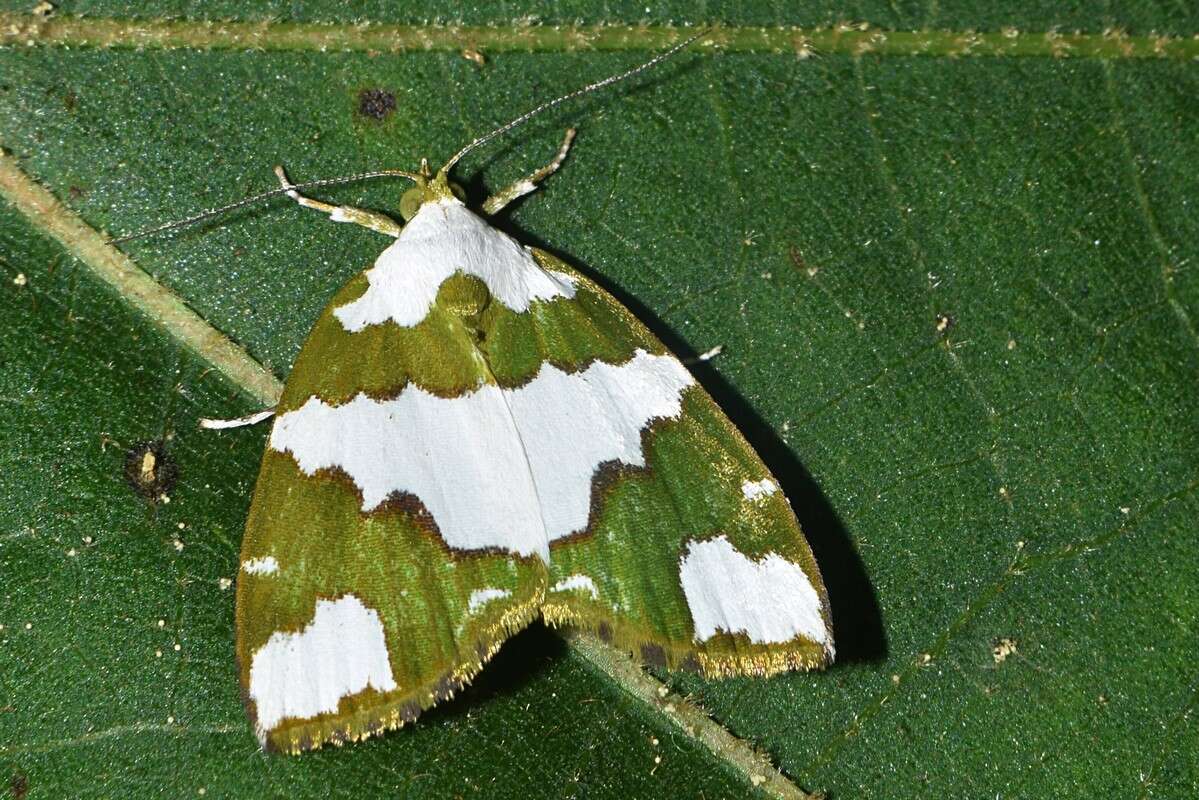 Image of Ariolica pulchella Elwes 1890