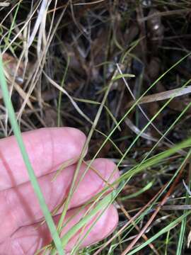 Image of twoline false foxglove