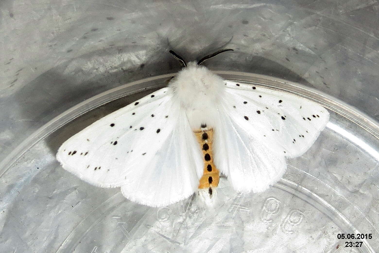 Image of white ermine