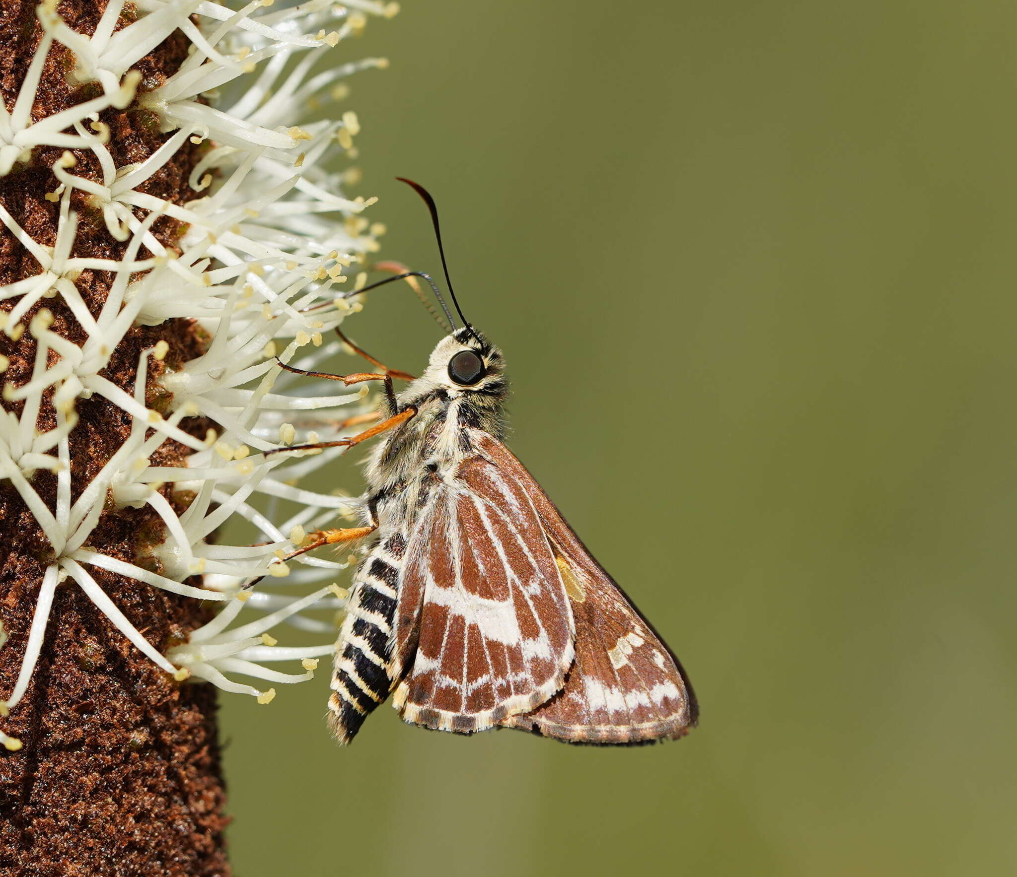 Hesperilla picta Leech 1815 resmi