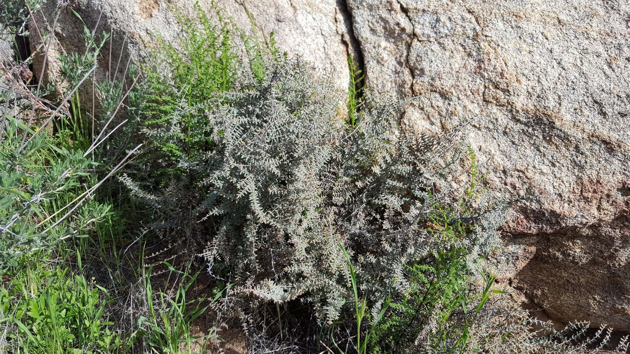 Image of birdfoot cliffbrake