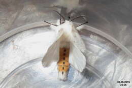 Image of white ermine