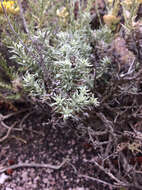 Слика од Helichrysum italicum subsp. microphyllum (Willd.) Nym.