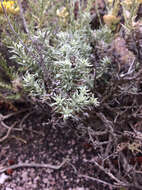 Image of Helichrysum italicum subsp. microphyllum (Willd.) Nym.