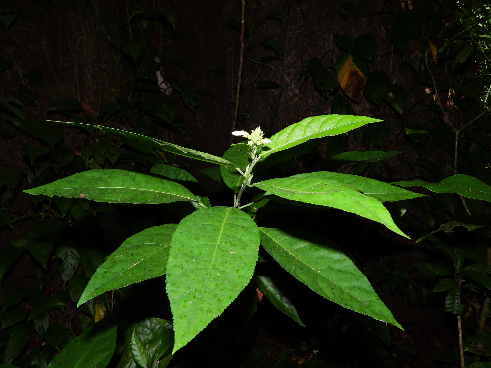 Image de Pavonia fruticosa (Mill.) Fawcett & Rendle