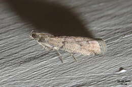 Image of Chocolate Moth