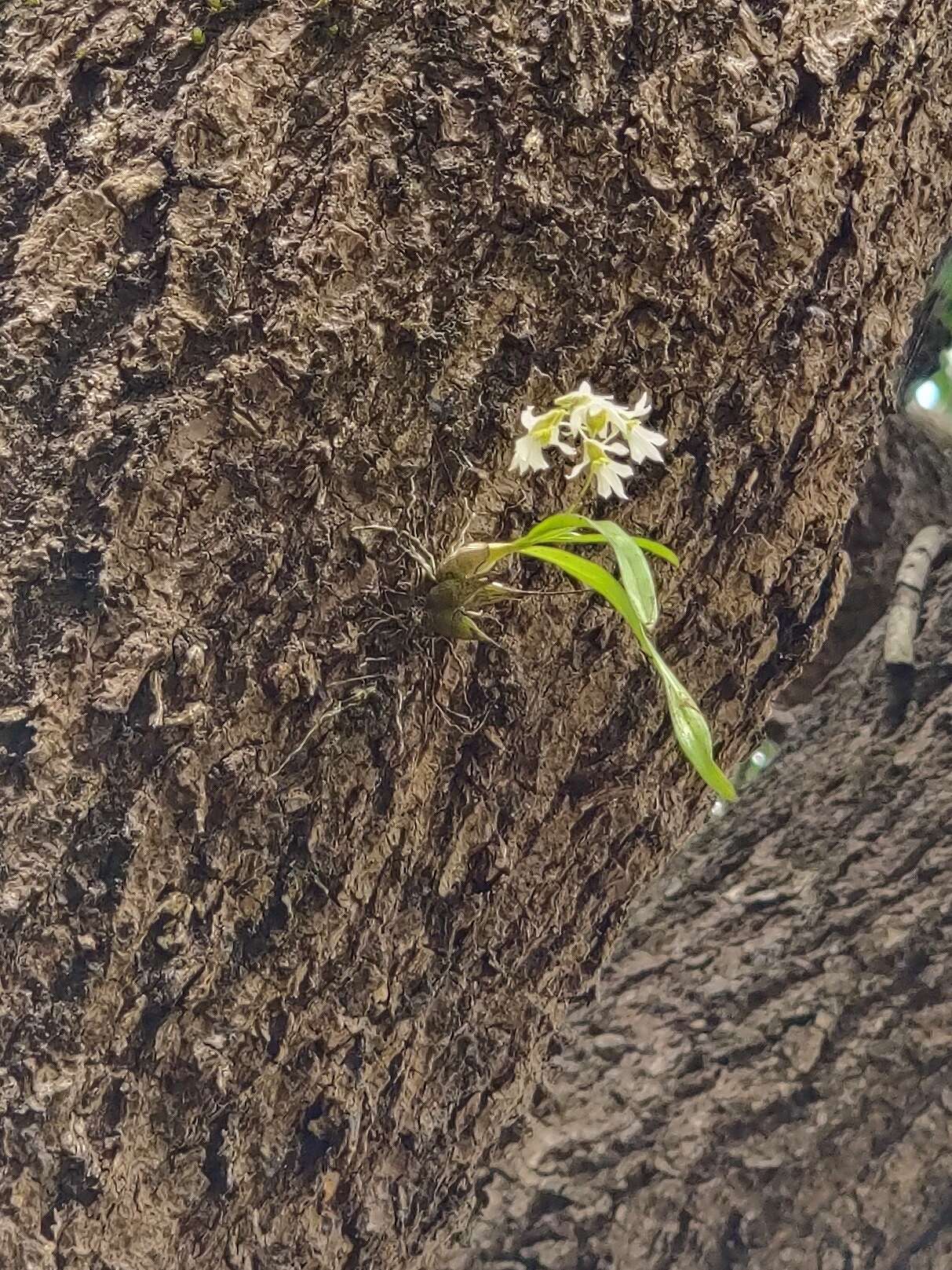 Dendrobium nanum Hook. fil. resmi