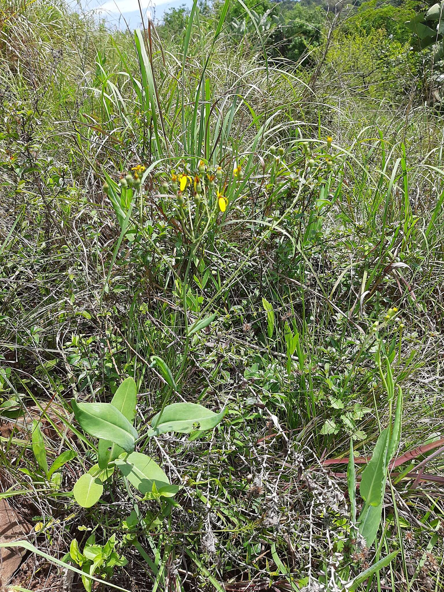 Image of Noxious ragwort