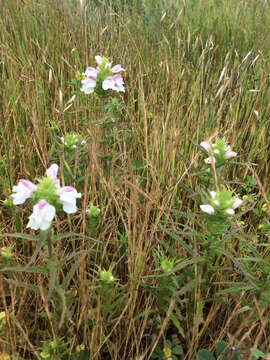 Image of Mediterranean lineseed