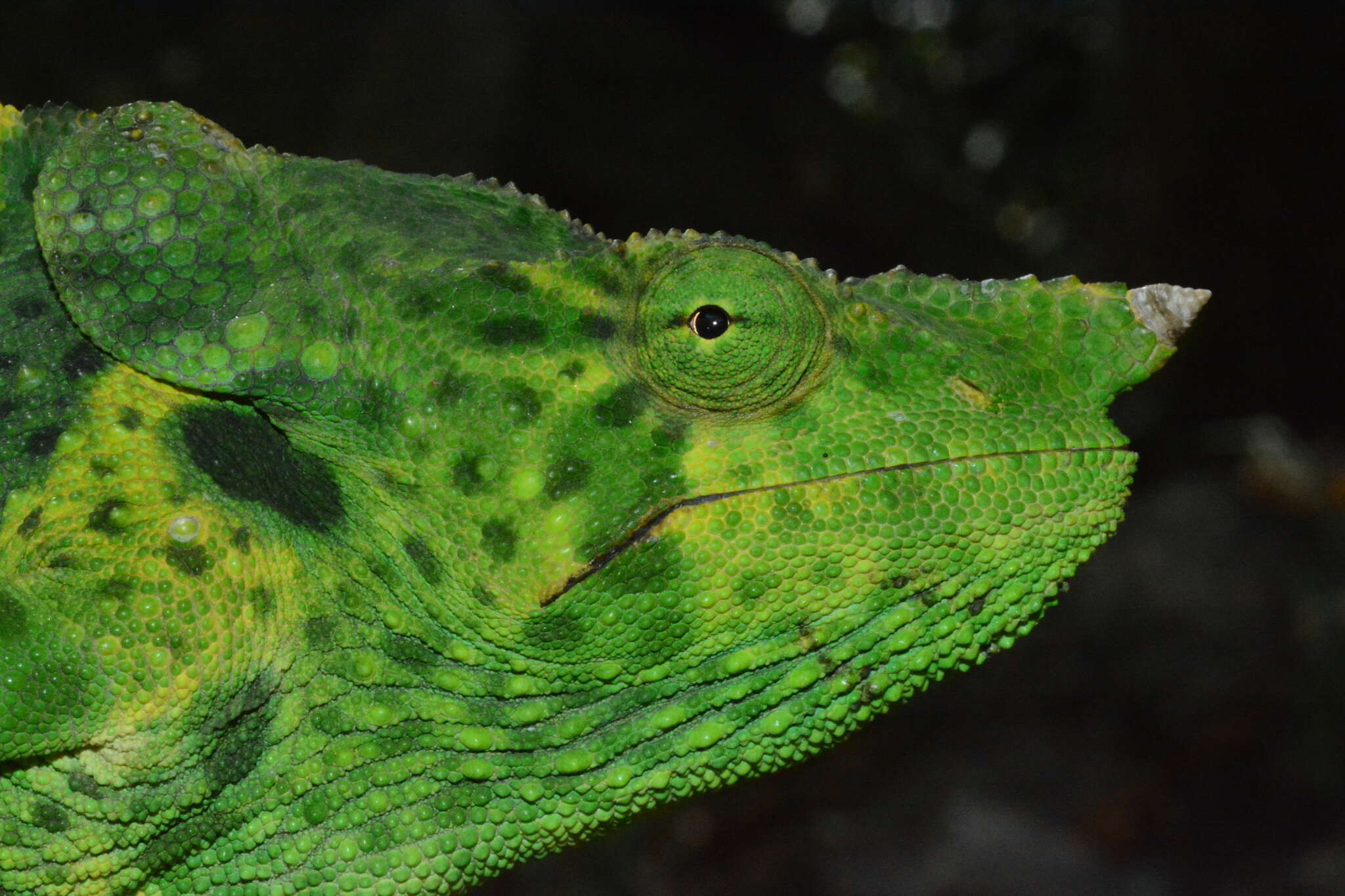 Image of Giant One-Horned Chameleon