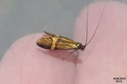 Imagem de Nemophora degeerella Linnaeus 1758