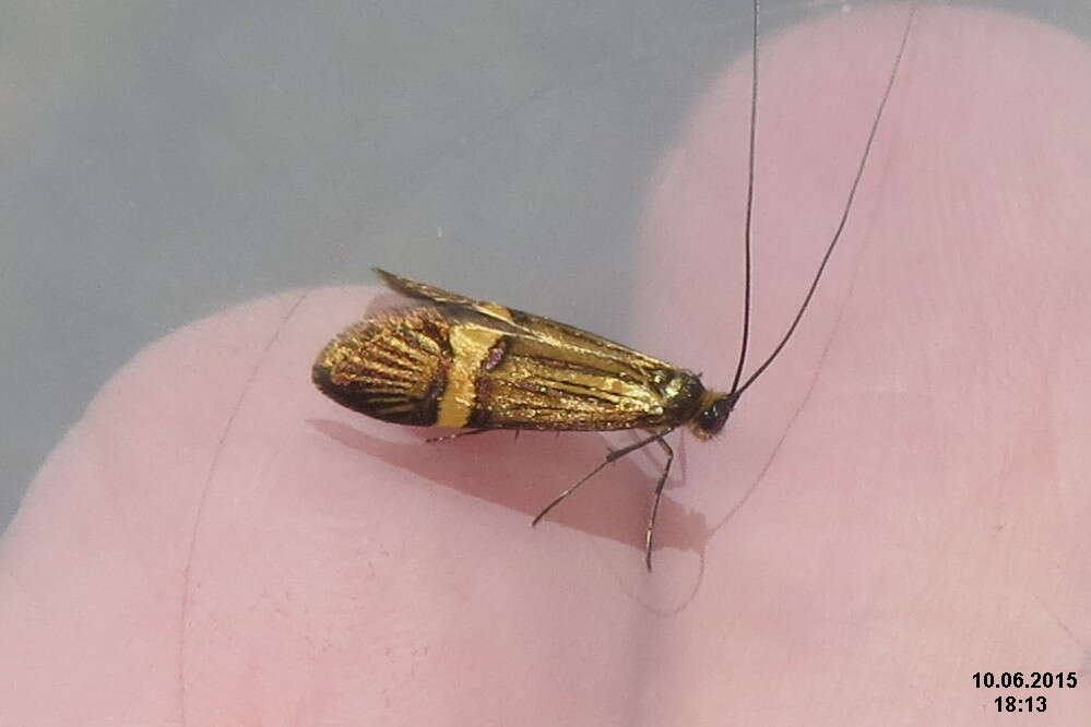 Imagem de Nemophora degeerella Linnaeus 1758