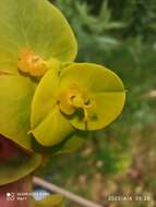 Image of Euphorbia paniculata Desf.