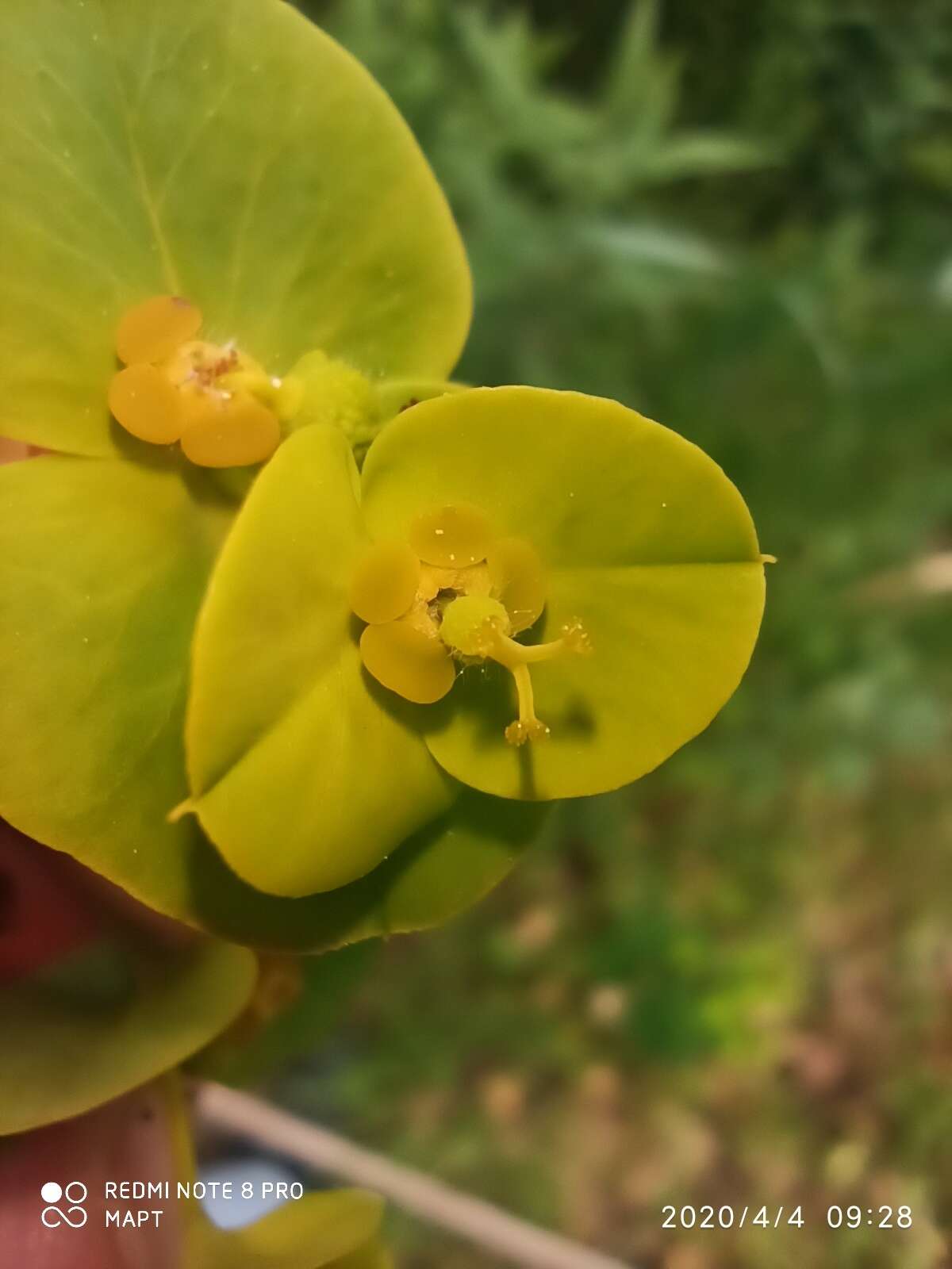 Image of Euphorbia paniculata Desf.