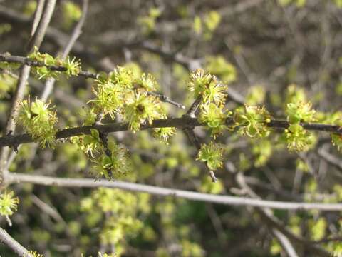 Forestiera pubescens Nutt. resmi