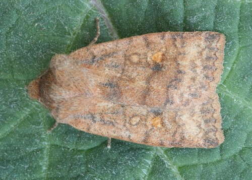 Image of Three-Spotted Sallow